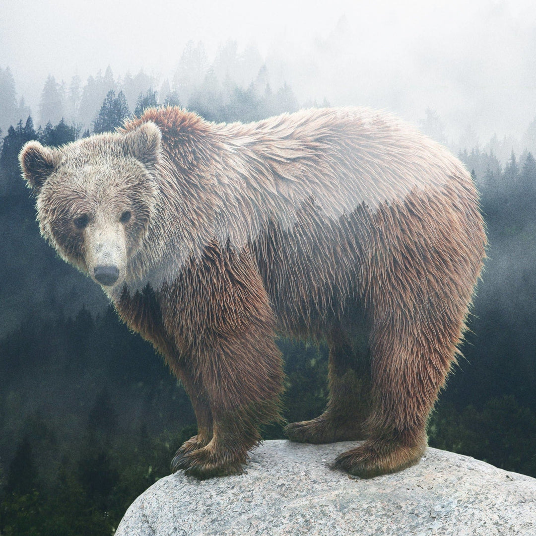 Forest Bear Coaster - Cedar Mountain Studios