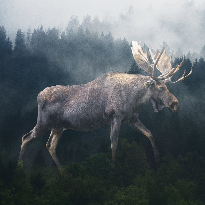 Forest Moose Marble Coaster - Cedar Mountain Studios