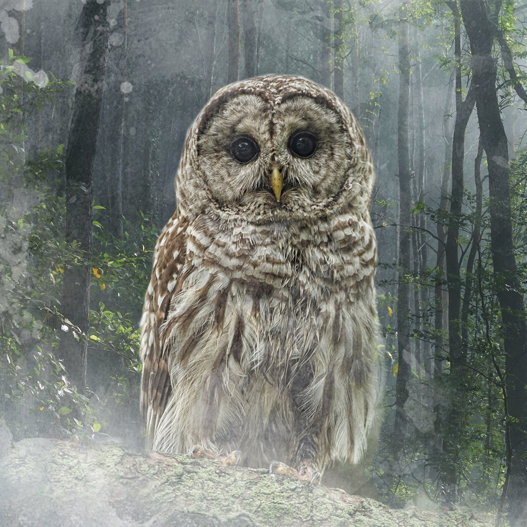 Forest Owl Marble Coaster - Cedar Mountain Studios