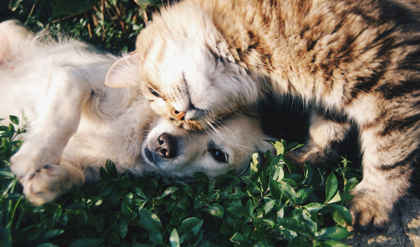 Gifts For Pet Lovers - Cedar Mountain Studios