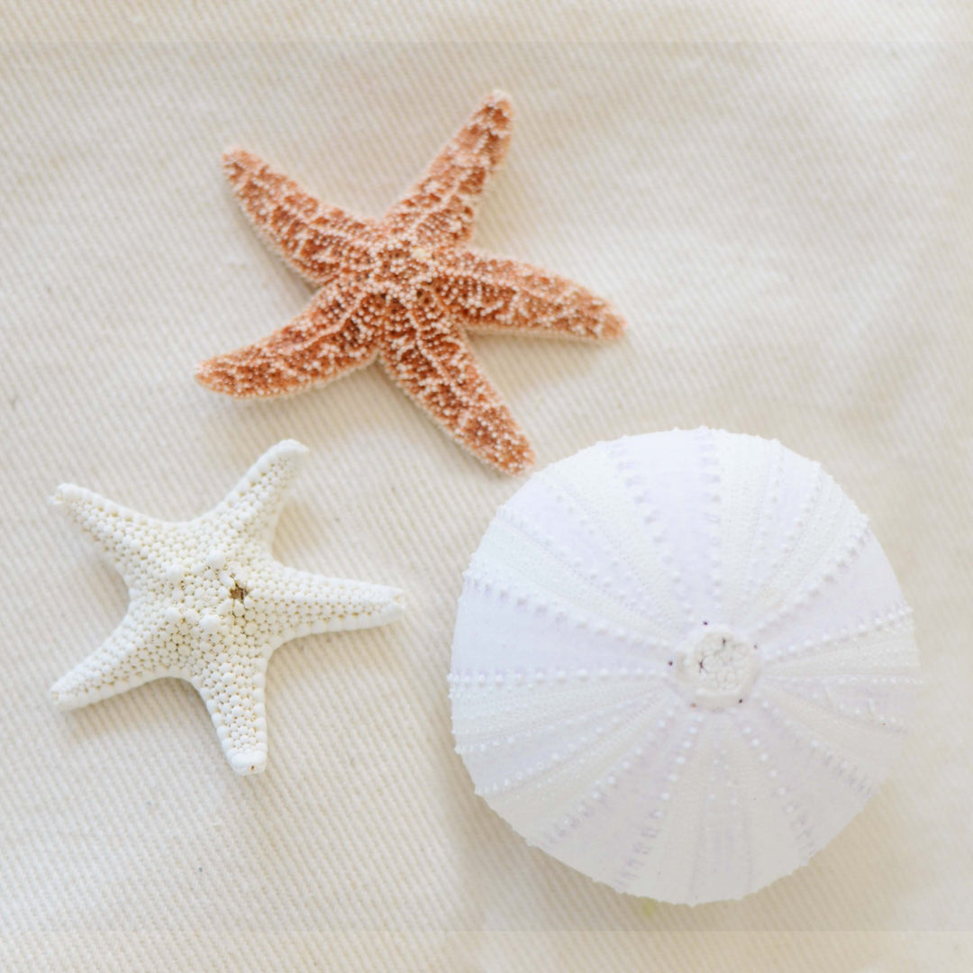Art Block - Lost & Found - Seashells - Cedar Mountain Studios