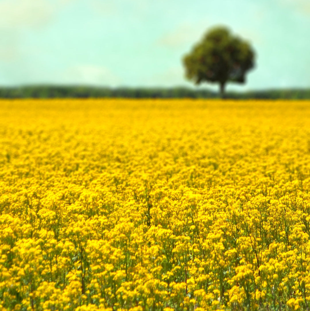 Art Block - Lost & Found - Yellow Fields - Cedar Mountain Studios