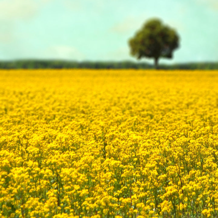 Art Block - Lost & Found - Yellow Fields - Cedar Mountain Studios