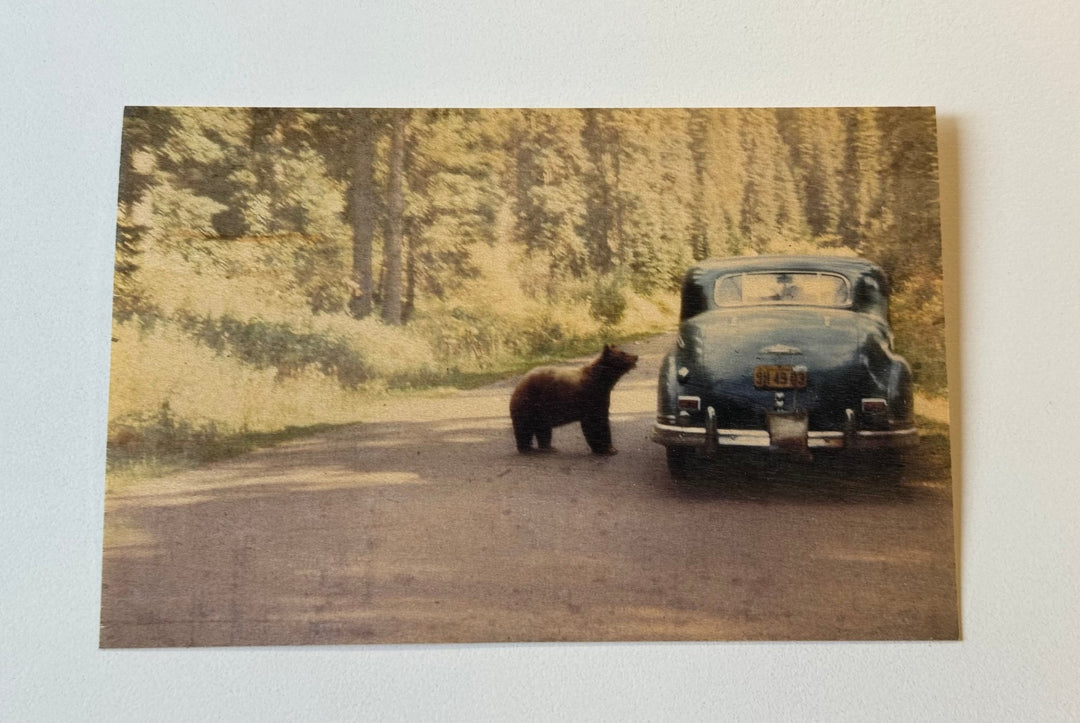 Bear and Car Wood Postcard - Cedar Mountain Studios
