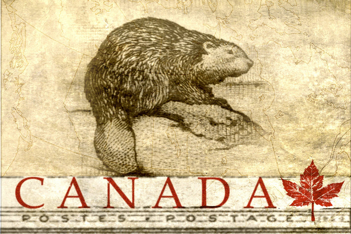 Beaver Canada Wood Postcard - Cedar Mountain Studios