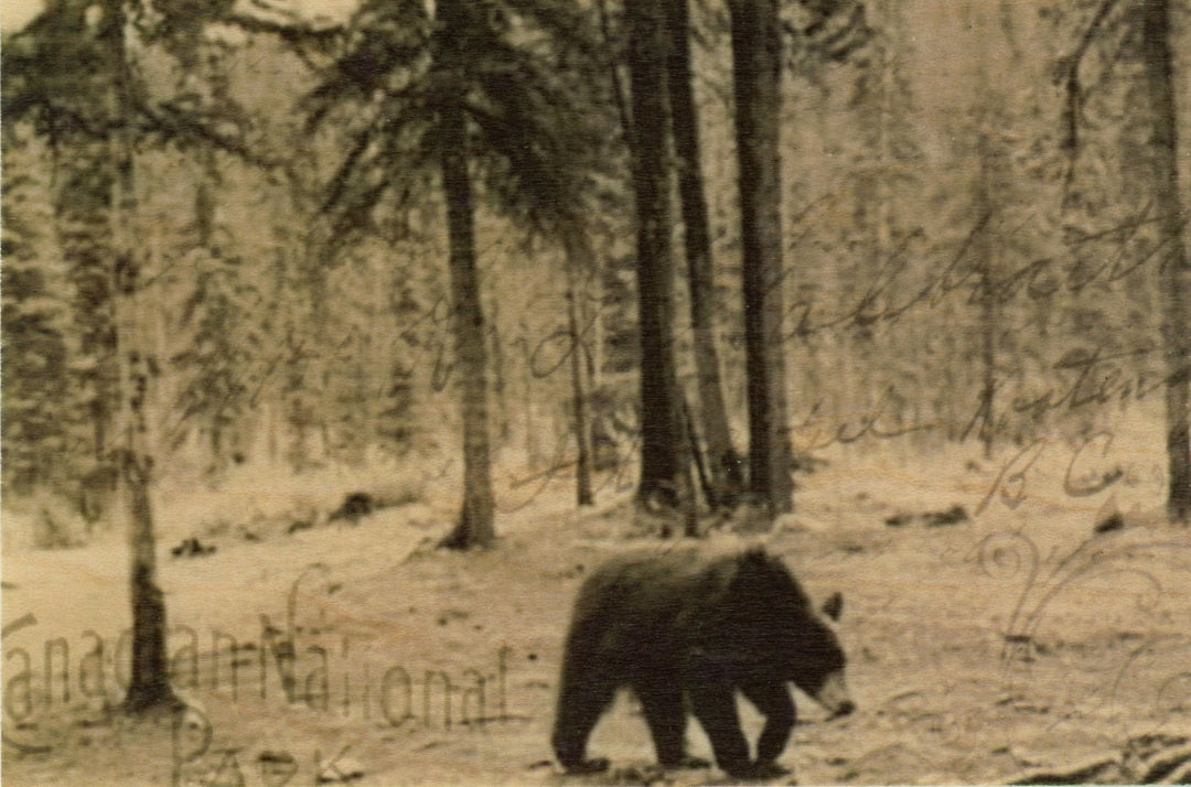 Black Bear Wood Postcard - Cedar Mountain Studios