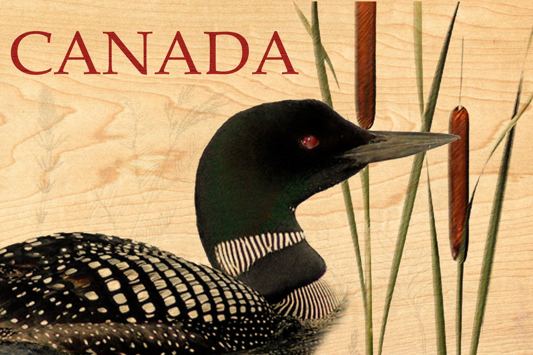 Canada Loon Wood Postcard - Cedar Mountain Studios