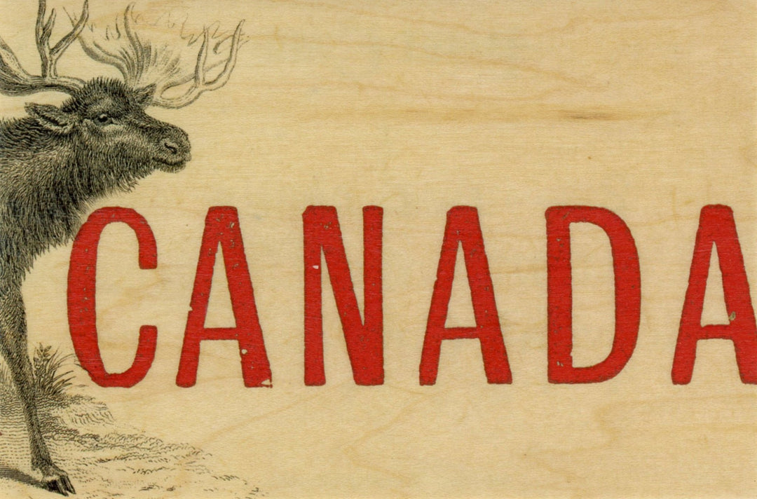 Canada Moose Wood Postcard - Cedar Mountain Studios